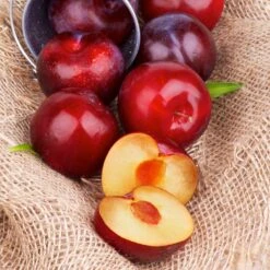 Superior Plum Tree -Geen Shop Superior Plum 4