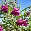 Sweet Bubba Seedless Desert Willow -Geen Shop Sweet Bubba Jone Desert Willow 600x600 7a9e32d4 28ab 4a61 ae54 63f1c46f2dd1