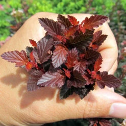Sweet Cherry Tea Ninebark Shrub 10 Sweet Cherry Tea Ninebark Shrub -Geen Shop Sweet Cherry Ninebark BB 4