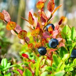 Sweetheart Blueberry Bush -Geen Shop Sweetheart BLueberry 7