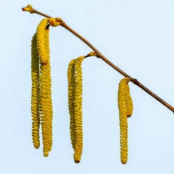 Theta Filbert Hazelnut Tree -Geen Shop THeta FIlbert Hazelnut 3