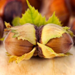 Theta Filbert Hazelnut Tree -Geen Shop THeta FIlbert Hazelnut 5 BB