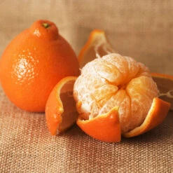 Minneola Tangelo Tree 9 Minneola Tangelo Tree -Geen Shop Tangelo 4 BB