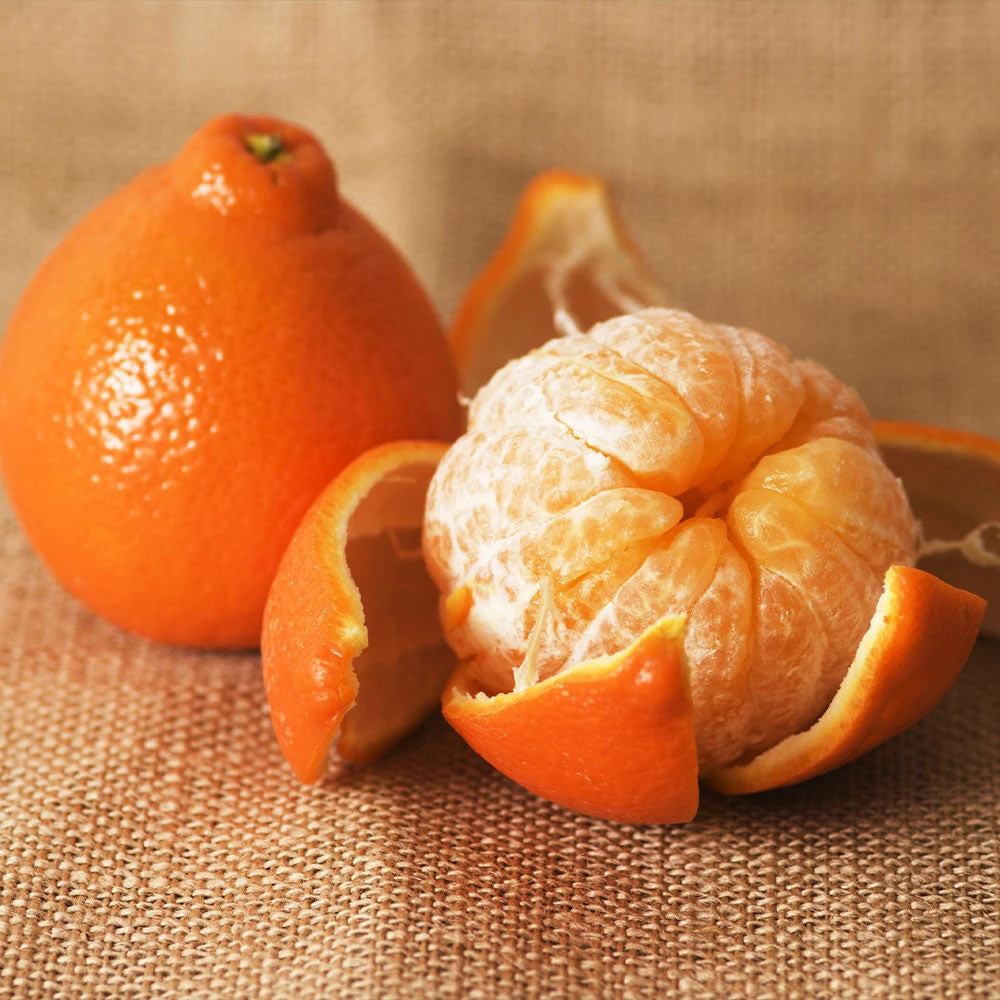 Minneola Tangelo Tree 5 Minneola Tangelo Tree - Image 3