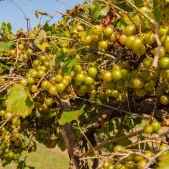 Tara Scuppernong Grape Vine 8 Tara Scuppernong Grape Vine -Geen Shop Tara muscadine Grapes 1