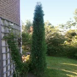 Taylor Juniper Tree -Geen Shop Taylors Juniper 2