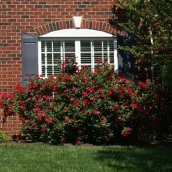 The Grand Champion™ Double Red Rose 8 The Grand Champion™ Double Red Rose -Geen Shop The Grand Champion Rose 1