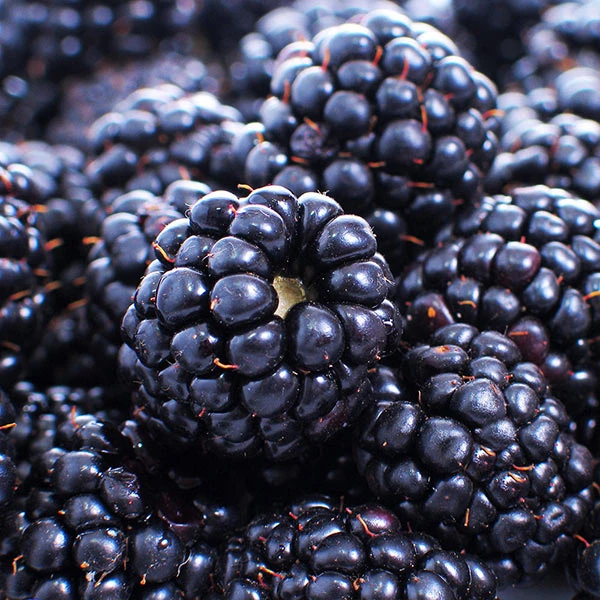 Thornless Blackberry Bush 3 Thornless Blackberry Bush