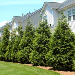 Thuja Green Giant Tree 11 Thuja Green Giant Tree -Geen Shop Thuja Green Giant Tree 3 BB