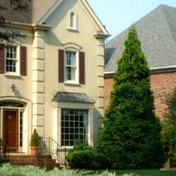 Thuja Green Giant Tree 12 Thuja Green Giant Tree -Geen Shop Thuja Green Giant Tree 4 BB