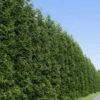 Thuja Green Giant Tree 1 Thuja Green Giant Tree -Geen Shop Thuja Green Giant Tree BB 600x600 33b35905 5595 4f3f b409 78a208c28571