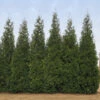 Junior Giant Thuja Tree -Geen Shop Thuja Junior Giant BB 600x600 4c8eaa9d c4eb 48c8 a308 3049941f0fac