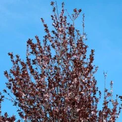 Thundercloud Plum Tree -Geen Shop Thundercloud Flowering Plum 4 BB