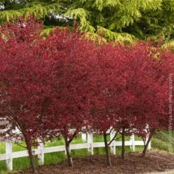 Thundercloud Plum Tree -Geen Shop Thundercloud Flowering Plum 5