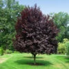 Thundercloud Plum Tree -Geen Shop Thundercloud Flowering Plum BB 600x600 71dfba6a b6d4 428a 8a11 7f473ff8ff9f