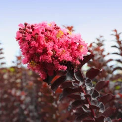 Thunderstruck™ Coral Boom™ Crape Myrtle -Geen Shop Thunderstruck Coral Bloom 5 BB