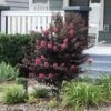 Thunderstruck™ Coral Boom™ Crape Myrtle -Geen Shop Thunderstruck Coral Bloom BB 600x600 c8f2dea8 7558 4222 b9f3 5bf7f47d7765