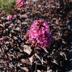 Thunderstruck™ Lavender Blast™ Crape Myrtle -Geen Shop Thunderstruck Lavender Blast 6