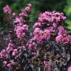 Thunderstruck™ Lavender Blast™ Crape Myrtle -Geen Shop Thunderstruck Lavender Blast 7