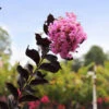 Thunderstruck™ Lavender Blast™ Crape Myrtle -Geen Shop Thunderstruck Lavender Blast BB 600x600 c0e07de9 cecf 4a46 9c1b 019a2a053b91