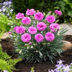 Scent First® Tickled Pink Dianthus 8 Scent First® Tickled Pink Dianthus -Geen Shop Tickled Pink 1