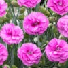 Scent First® Tickled Pink Dianthus 2 Scent First® Tickled Pink Dianthus -Geen Shop Tickled Pink Dinathus BB 600x600 15d4f3b9 75d3 4b22 9268 c9b5e6ca4a52