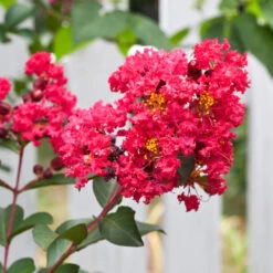 Tonto Red Crape Myrtle Tree -Geen Shop Tonto Crape Myrtle 3 BB