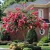 Tonto Red Crape Myrtle Tree 1 Tonto Red Crape Myrtle Tree -Geen Shop Tonto Crape Myrtle BB 600x600 1432d191 25c8 43b1 8ea7 8ae2710f80ae