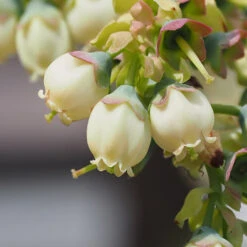 Top Hat Blueberry Bush -Geen Shop TopHat BLueberry 3