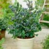 Top Hat Blueberry Bush -Geen Shop Tophat BLueberry FGT 600x600 672ad931 dc6a 4f2e b106 e685893eccaf