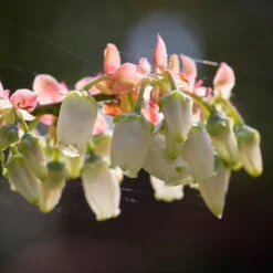 Toro Blueberry Bush 11 Toro Blueberry Bush -Geen Shop Toro Blueberry 3