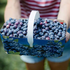 Toro Blueberry Bush 10 Toro Blueberry Bush -Geen Shop Toro Blueberry 5 BB