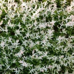 Tri-Color Willow Shrub 10 Tri-Color Willow Shrub -Geen Shop Tri color Willow 3 BB