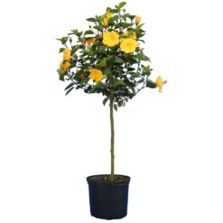 Yellow Tropical Hibiscus Tree 9 Yellow Tropical Hibiscus Tree -Geen Shop Tropical Hibiscus Yellow 4