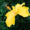 Yellow Tropical Hibiscus Tree 2 Yellow Tropical Hibiscus Tree -Geen Shop Tropical Hibiscus Yellow BB 600x600 d2a668fa 30cb 47b5 b6dc e69b164dd4da