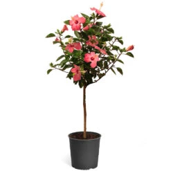 Pink Tropical Hibiscus Tree 11 Pink Tropical Hibiscus Tree -Geen Shop Tropical Pink Hibiscus 2