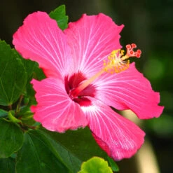 Pink Tropical Hibiscus Tree 9 Pink Tropical Hibiscus Tree -Geen Shop Tropical Pink Hibiscus 3 BB