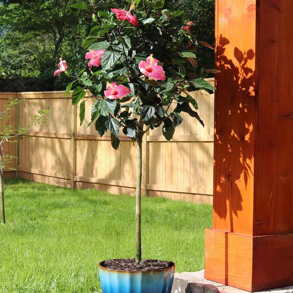 Pink Tropical Hibiscus Tree 3 Pink Tropical Hibiscus Tree