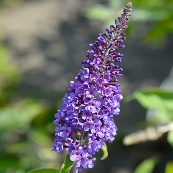 True Blue Butterfly Bush (Tree Form) 3 True Blue Butterfly Bush (Tree Form)
