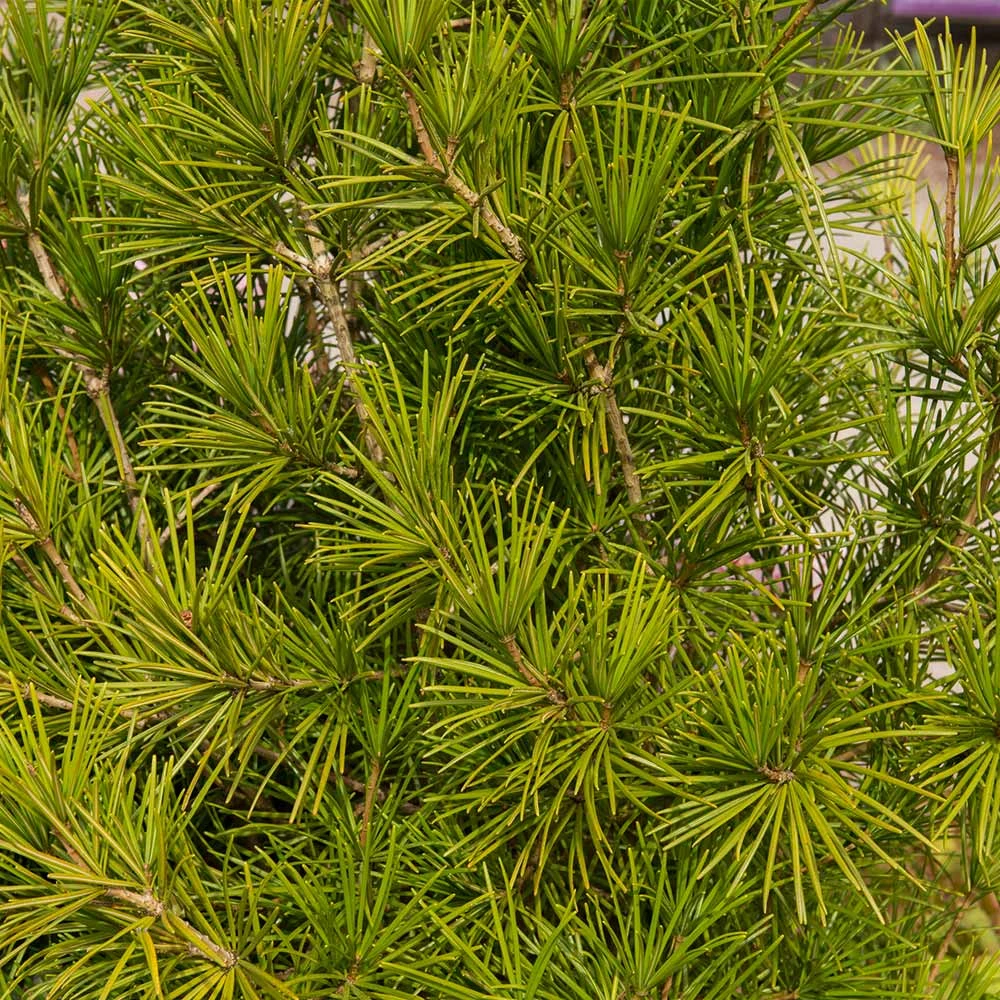 Japanese Umbrella Pine Tree 5 Japanese Umbrella Pine Tree - Image 3