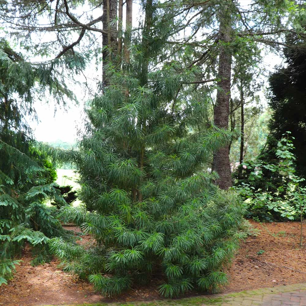 Japanese Umbrella Pine Tree 4 Japanese Umbrella Pine Tree - Image 2