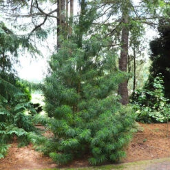 Japanese Umbrella Pine Tree