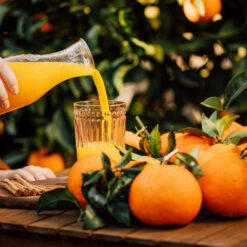 Valencia Orange Tree -Geen Shop Valencia Orange 3 BB