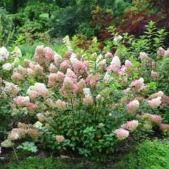 Vanilla Strawberry™ Hydrangea Shrub -Geen Shop Vanilla Strawberry Hydrangea 2 BB