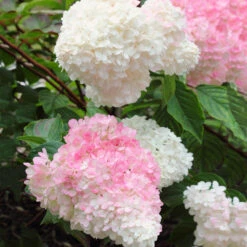 Vanilla Strawberry™ Hydrangea Shrub -Geen Shop Vanilla Strawberry Hydrangea 3 BB
