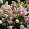 Vanilla Strawberry™ Hydrangea Shrub