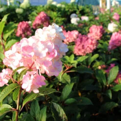 Vanilla Strawberry™ Hydrangea Tree -Geen Shop Vanilla Strawberry Hydrangea Tree 2 BB