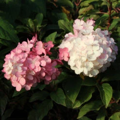 Vanilla Strawberry™ Hydrangea Tree -Geen Shop Vanilla Strawberry Hydrangea Tree 3 FGT
