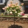 Vanilla Strawberry™ Hydrangea Tree -Geen Shop Vanilla Strawberry Hydrangea Tree BB 600x600 d9774181 d500 445f 99f7 766736cb780d