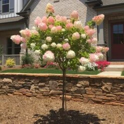 Vanilla Strawberry™ Hydrangea Tree